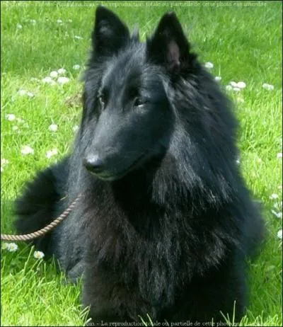 Quelle est la race de ce chien ?