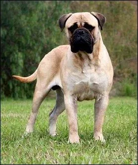 Quelle est la race de ce chien ?