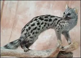 De quelle famille fait partie la genette ?