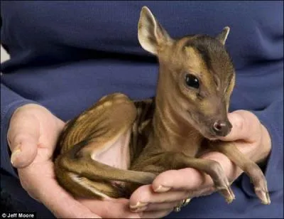 Le petit d'une antilope africaine !