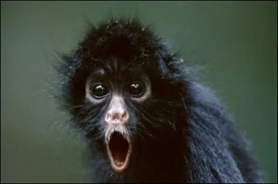 Typique de l'Amazonie !