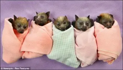 Dans le cas de ces mammifres, dire qu'ils naviguent au radar n'est pas erron !