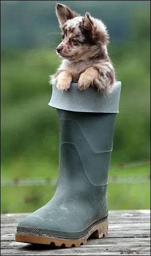 Quel est cet animal dans une botte ?