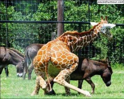 Quel est cet animal essayant de monter sur l'ne ?