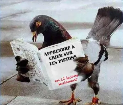 Que lit cet oiseau ?