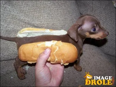 Dans quoi est le chien ?