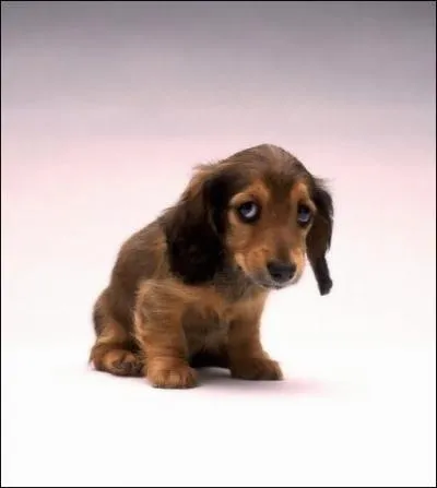 Quel est cet animal ?