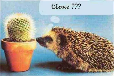 Que pense le hrisson ?