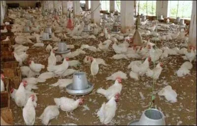 Quelle est la formule scientifique de la grippe aviaire ?