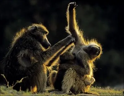 Vous me reconnaissez, je suis capable de tuer un bb antilope et mme un flamand rose !