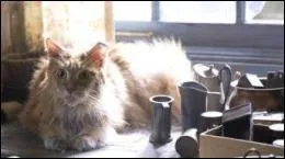 Katniss dcouvre dans les dcombres de la ville, le chat de sa petite soeur. Comment s'appelle-t-il ?