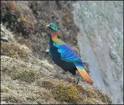 Ce faisan comparable au ttras, vit dans les montagnes du Pakistan. . :