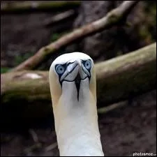 Quel est le nom de cet oiseau de mer dont le profil de la tte servit de modle aux ingnieurs du supersonique concorde ?