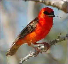 Le Foudi de Madagascar  la livre si clatante, est un petit passereau :