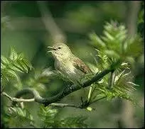 La famille des fauvettes comprend de nombreuses espces . La plus courante en France est :