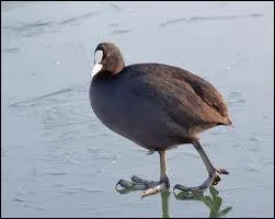 Quel est le nom exact de cette poule d'eau ?