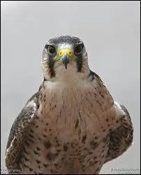 Quelle espce de faucon est encore dresse de nos jours pour chasser ?