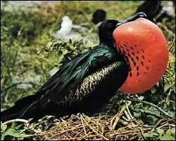 Curieux oiseau de mer, la frgate ne nage pas. Pourquoi ?