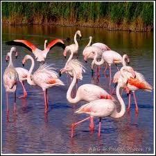 Dans quelle rgion de france peut-on voir voluer les flamants roses ?
