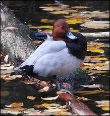 Quelle est cette espce de canard commune en France dans les Dombes et en Sologne ?