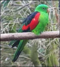 Sur quel continent vit la perruche Erythroptre ?