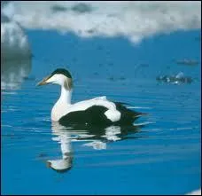 Ses plumes rcoltes dans les nids, sont considres comme le 'nec plus ultra' pour le garnissage des couettes :