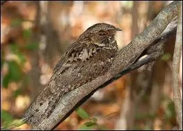 Cet oiseau chasse les insectes  l'aube et au crpuscule, c'est un :