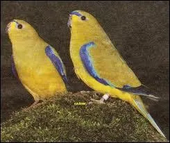 Ces perruches trs pacifiques vivant dans le sud de l'Australie sont des :