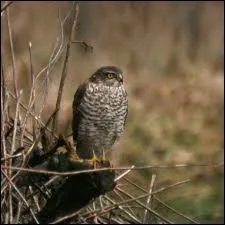 Comment est appel galement l'pervier d'Europe ?