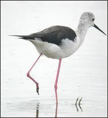 L'chasse blanche est un oiseau qui se nourrit dans la boue des champs inonds et des marais des estuaires, c'est donc un :