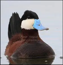 Quel est le nom de ce petit canard amricain ?