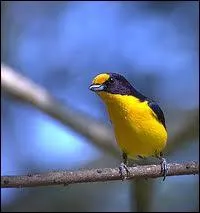 L'euphonia violaca, oiseau frugivore vivant en amrique est le nom latin :