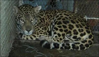 Jaguar ou lopard ?