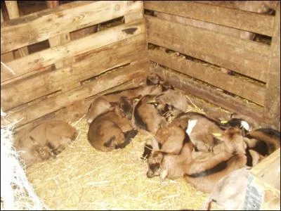 Conte des frres Grimm. Le Loup et les 7...