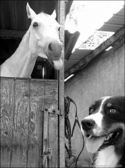 Qu'est-ce qu'un 'yearling' ?