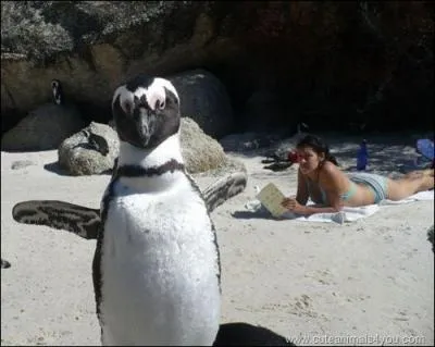 La question qui pige toujours : Qui est-il ?