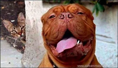 On considre que le loup, anctre du chien, a t domestiqu ...