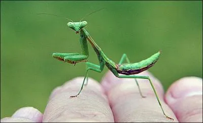 Une ptisserie porte le mme nom !