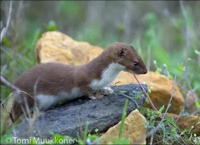 Dans une clbre fable, elle frquente un chat et un petit lapin !