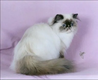 Ce chat au pelage long (difficile  dmler ! ), c'est un :