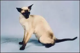 Ce chat au pelage trs court, c'est un :