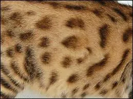 Ce chat au pelage tachet, c'est un :