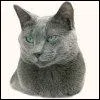 Ce chat au pelage gris-bleu  ne pas confondre avec le chartreux, c'est un :
