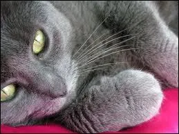 Ce chat au pelage gris  ne pas confondre avec le Bleu russe, c'est un :