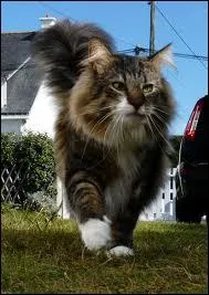 Ce chat au pelage touffu, c'est un :