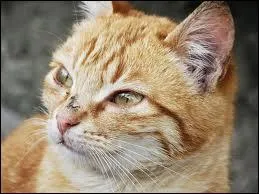 Qui est le premier mentor de Nuage d'Or ?