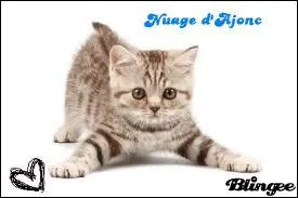 Qui est le mentor de Nuage d'Ajonc ? ( apprenti du Clan du Vent , fils de Belle de Jour , tue par Griffe de Tigre )