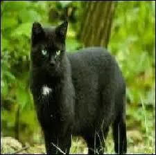 Qui est le mentor de Nuage de Jais ?