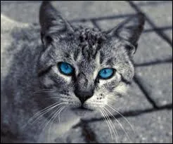 Qui est le deuxime mentor de Nuage de Bruyre ?