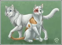 Qui est le premier mentor de Nuage Blanc ? ( celle de droite sur l'image )